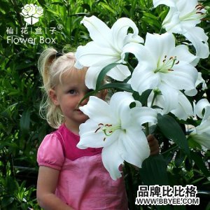 Flower Box/ɻ
